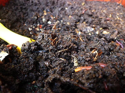 Worm castings