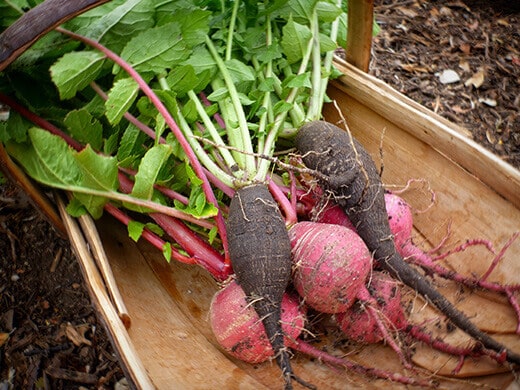 Long Black Spanish radishes and Purple Plum radishes