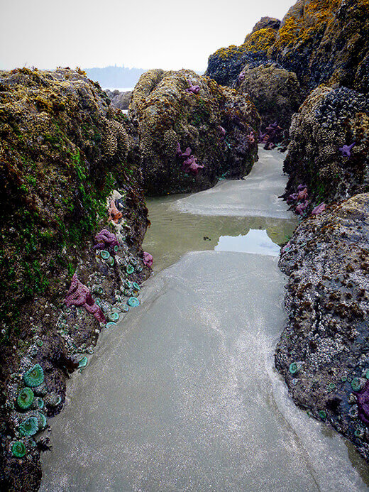 Long Beach tidepools.
