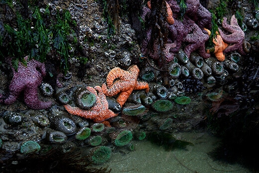 Starfish and sea anemones in Long Beach.