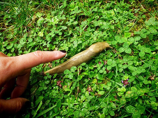 Rainforest slug.