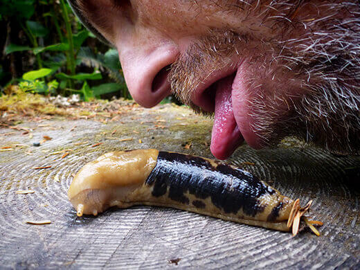 Rainforest slug.