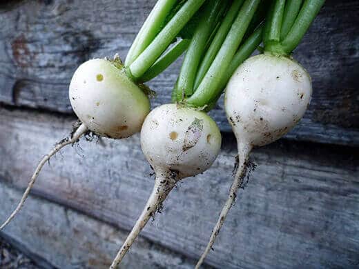 White Hailstone radishes