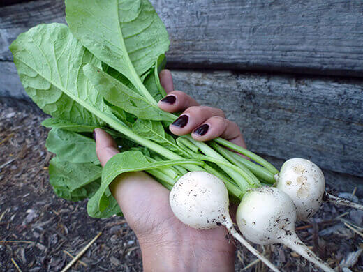 Newly harvested radishes