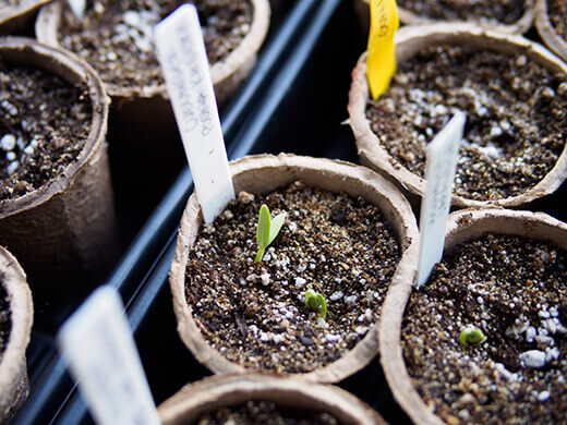 New seeds germinating