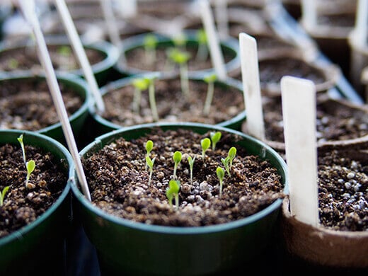 New seedlings sprouting