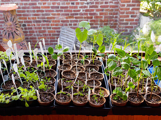 Seedlings after 10 days