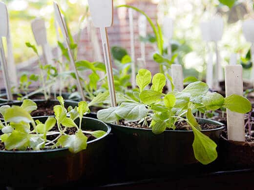 Leafy green seedlings