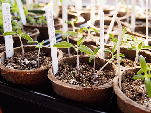 Tomato seedlings