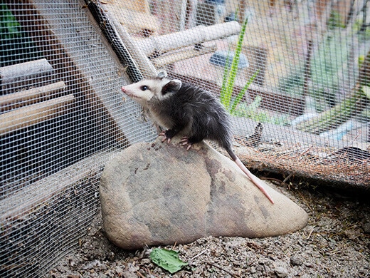 Baby opossum