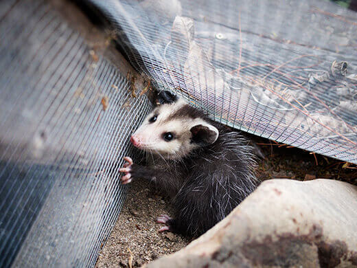 Opossum