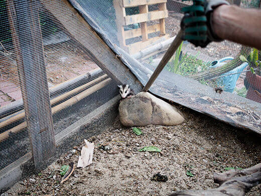 Trying to prod the opossum out