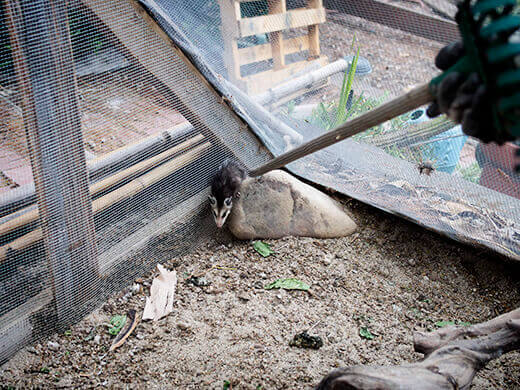 Trying to prod the opossum out