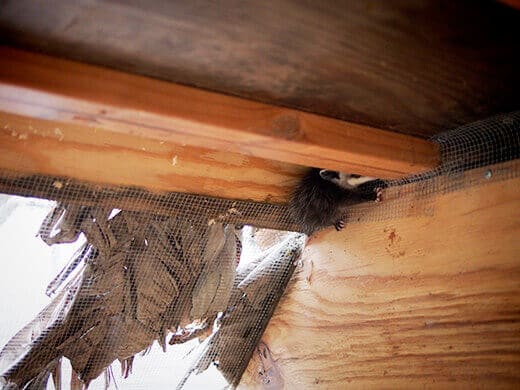 Opossum in the coop