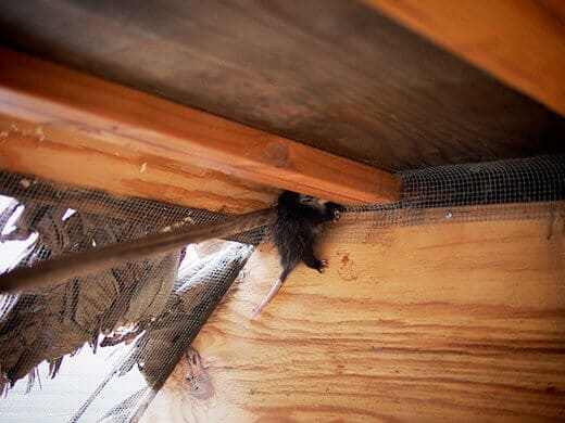 Opossum in the coop