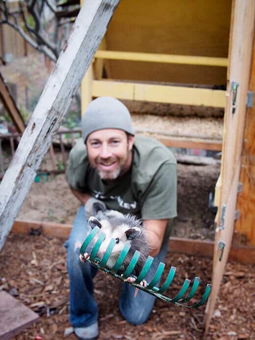 Freeing a baby opossum from the coop