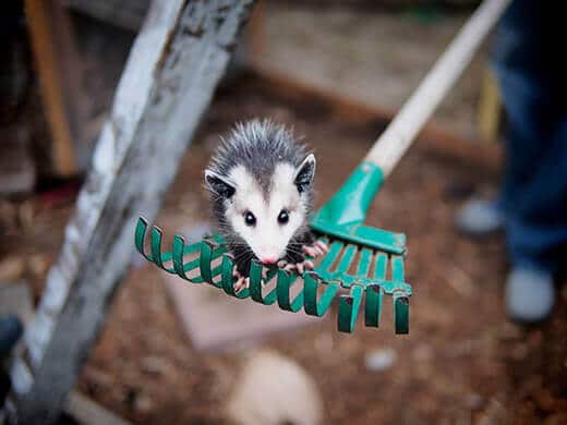 Baby opossum