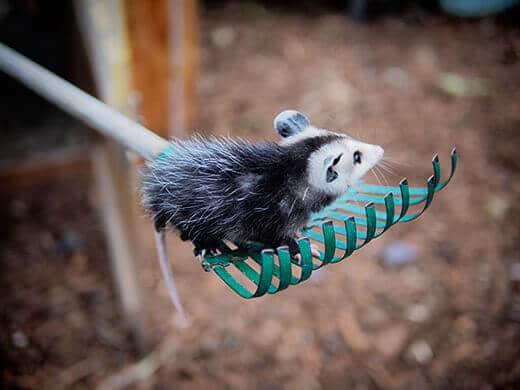 Baby opossum