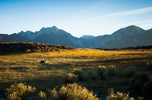 The meadow at Mammoth hot springs