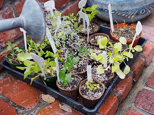 Foliar spray on tomato seedlings