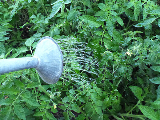 Fertilizing tomato plants with Bu's Brew Biodynamic Compost Tea