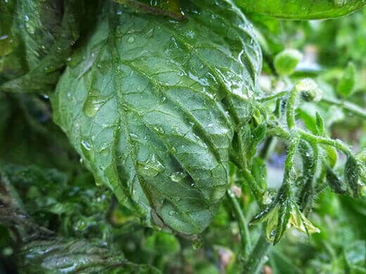 Spraying the undersides of leaves with compost tea