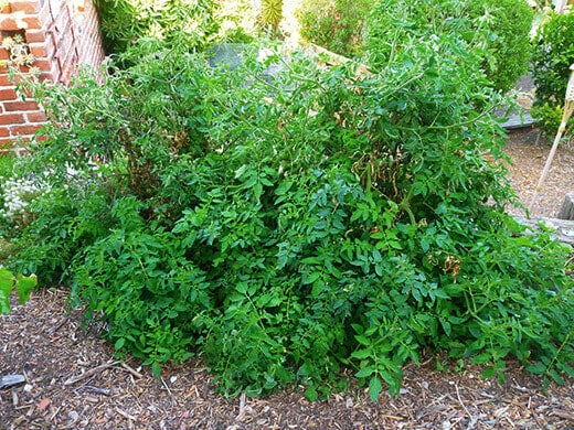 Healthy tomato plant fertilized with compost tea