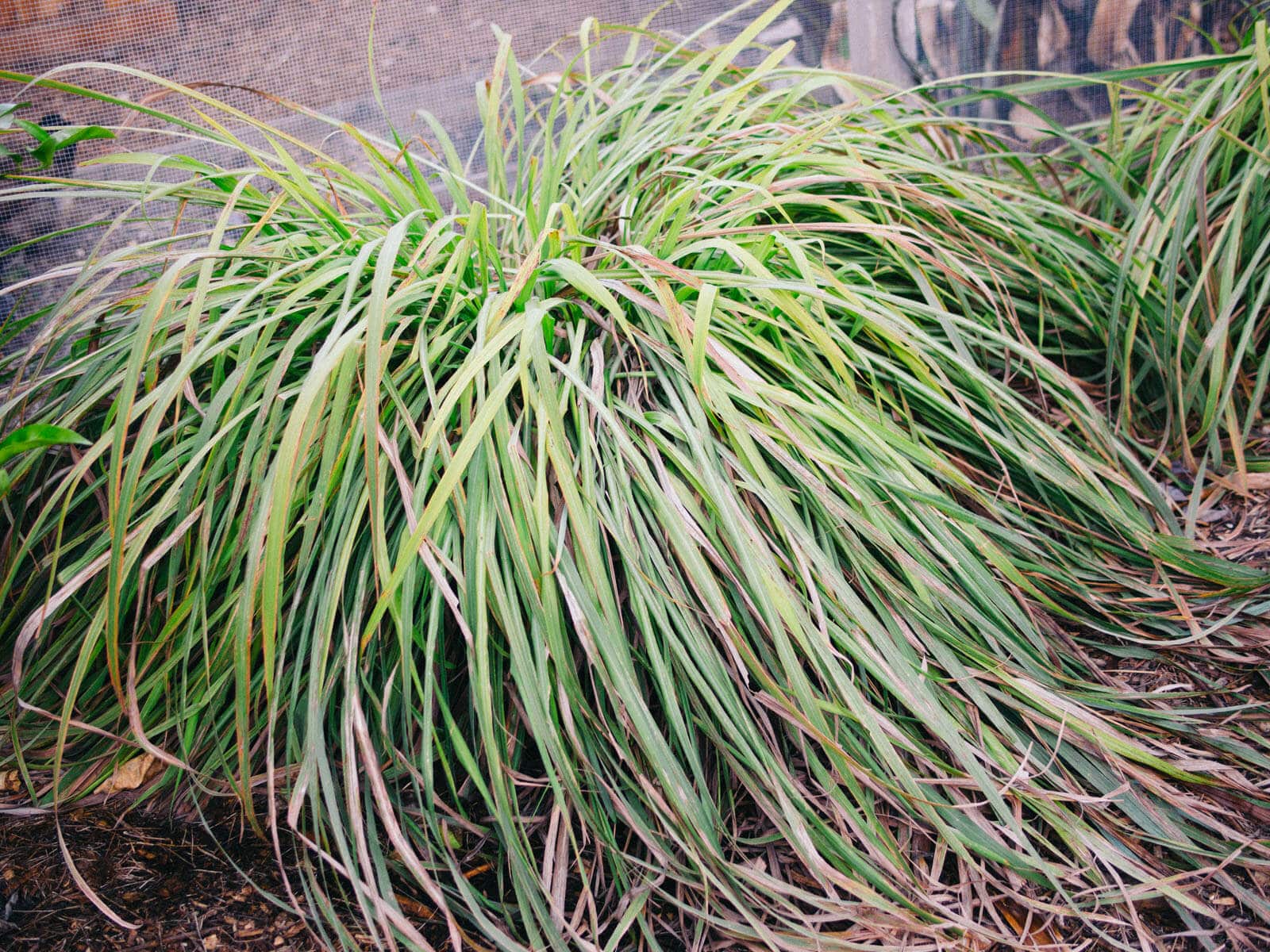 Overgrown lemongrass clump