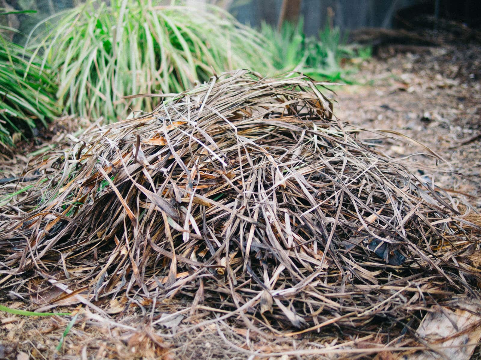 Dead lemongrass leaves