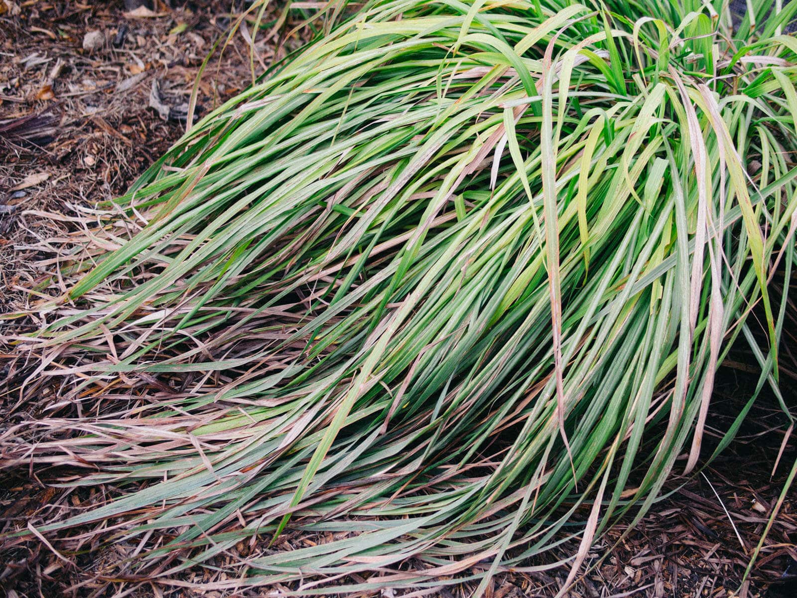 Homegrown lemongrass
