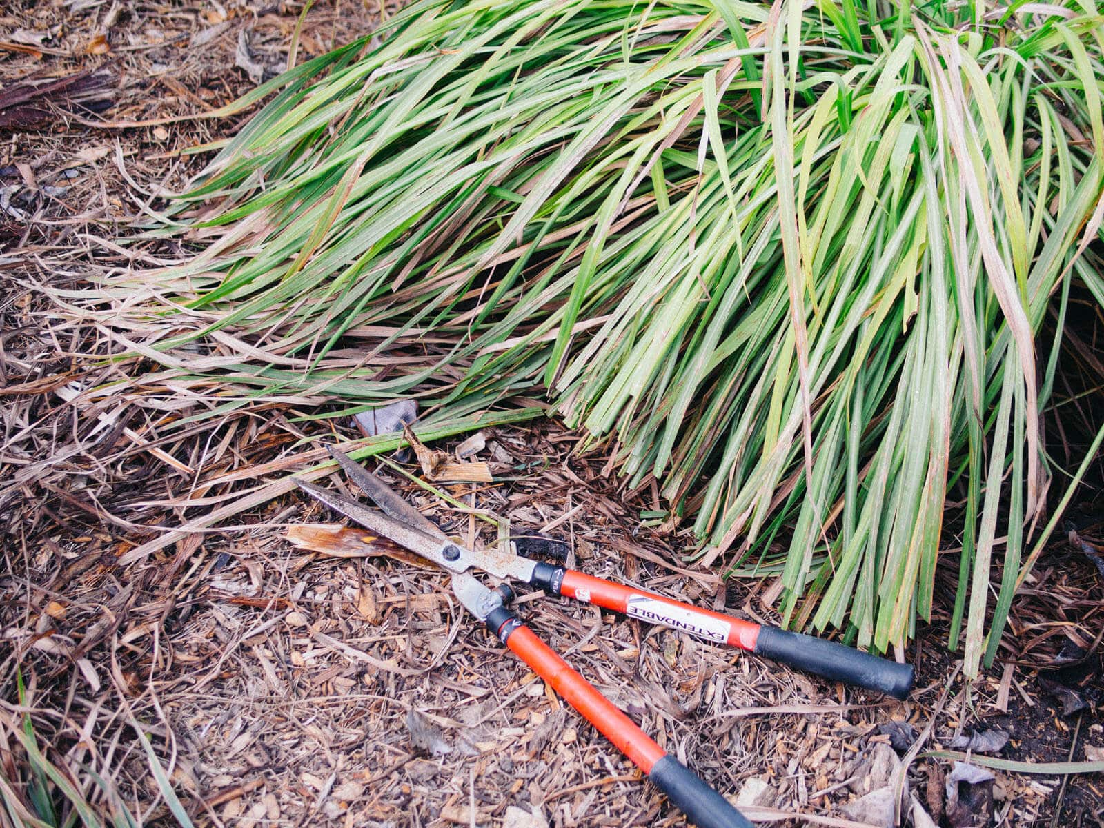 Pruning lemongrass