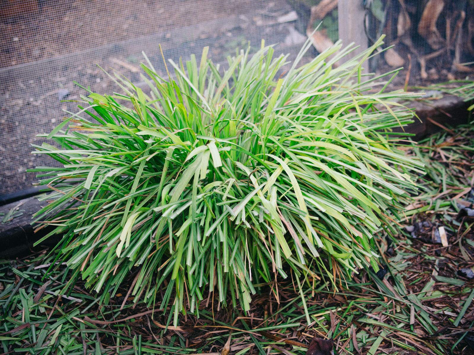 Newly pruned lemongrass mound