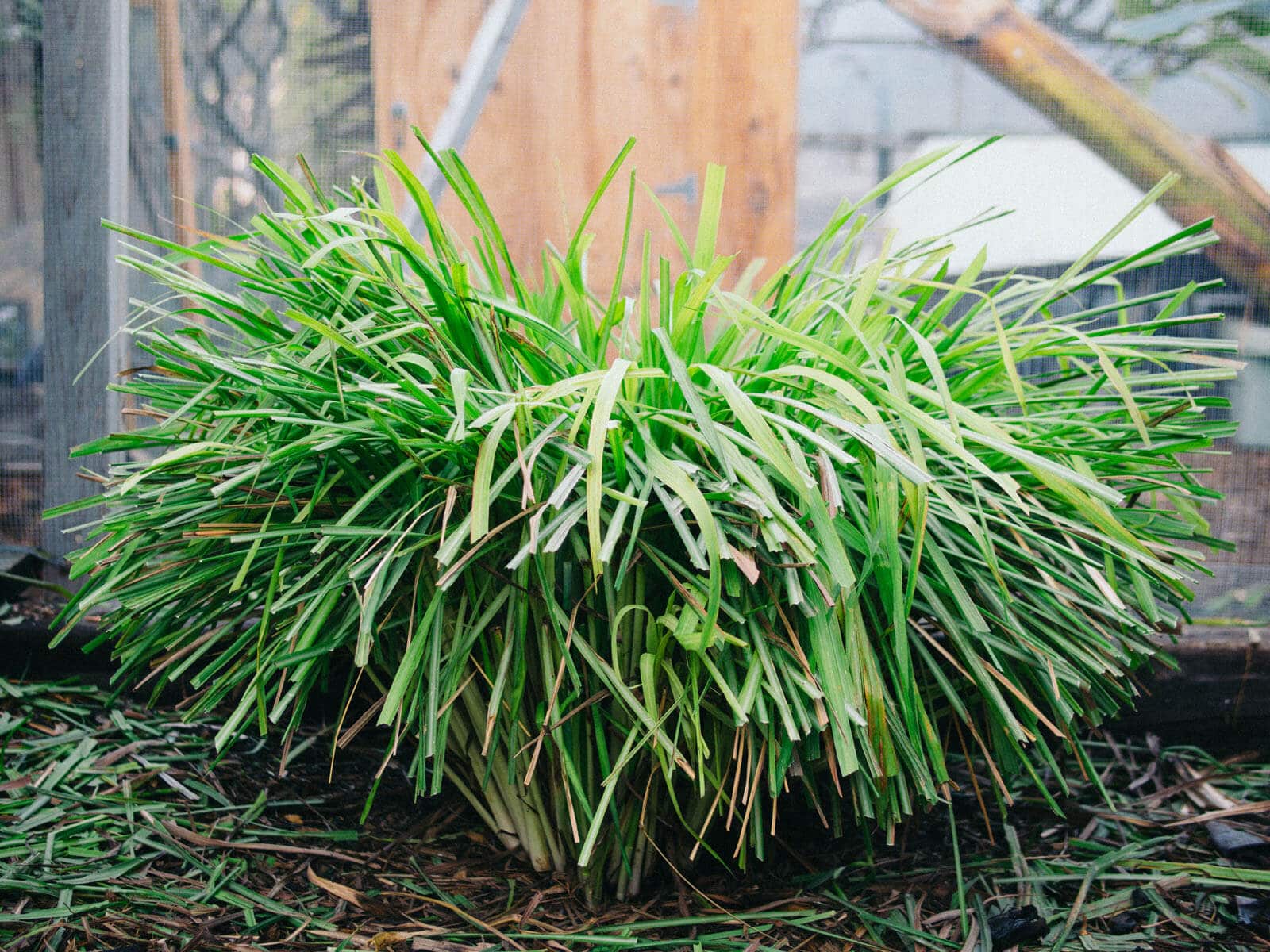Growing lemongrass