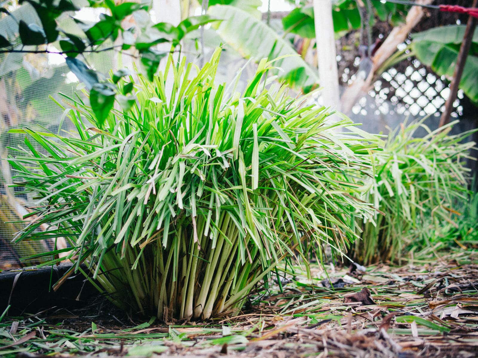 Healthy lemongrass clump