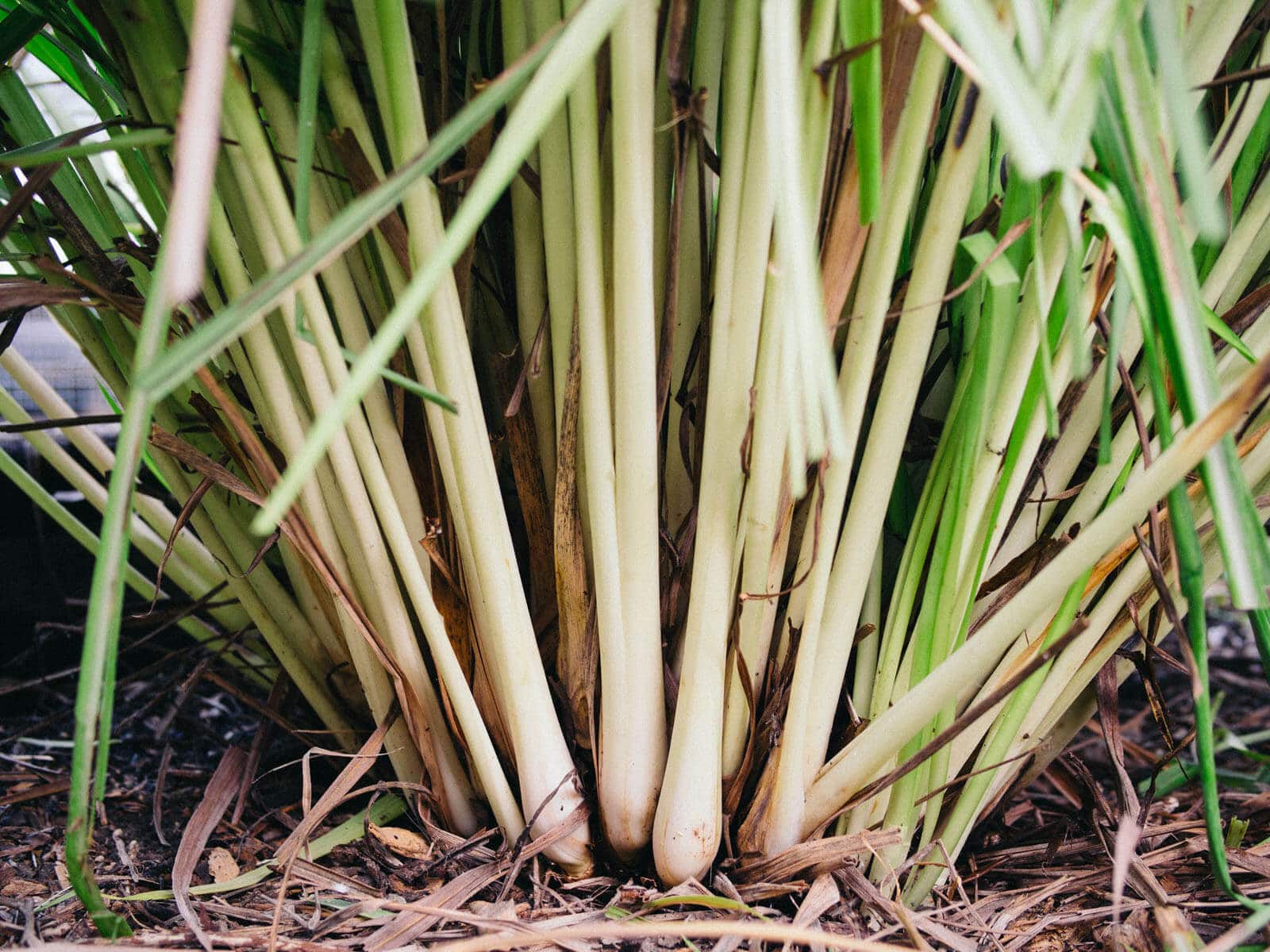 Healthy lemongrass stalks