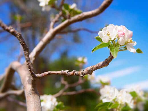Spring blossom