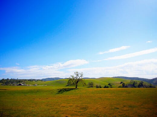 Lone tree