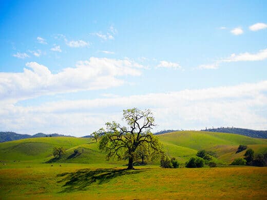 Beautiful oak