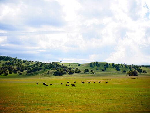 Happy cows