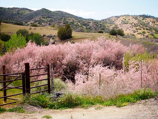 Pink wildflowers