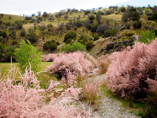 Pink shrubs