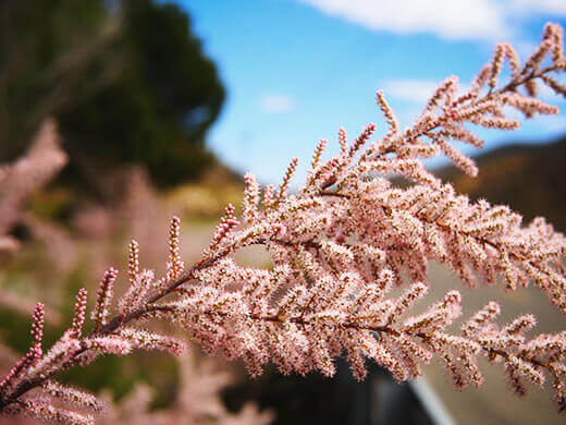 Pink blossoms