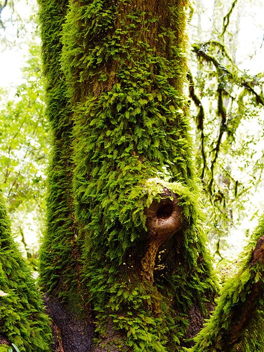 Mossy oaks