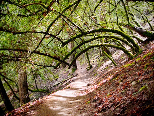 An arc of California bay trees