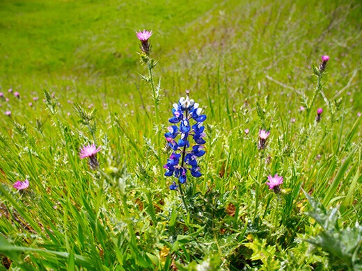 Blue lupine