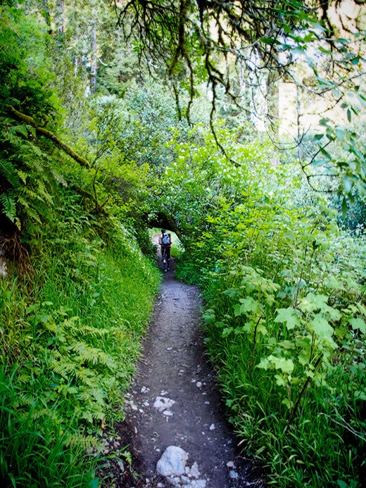 Steep Ravine Trail