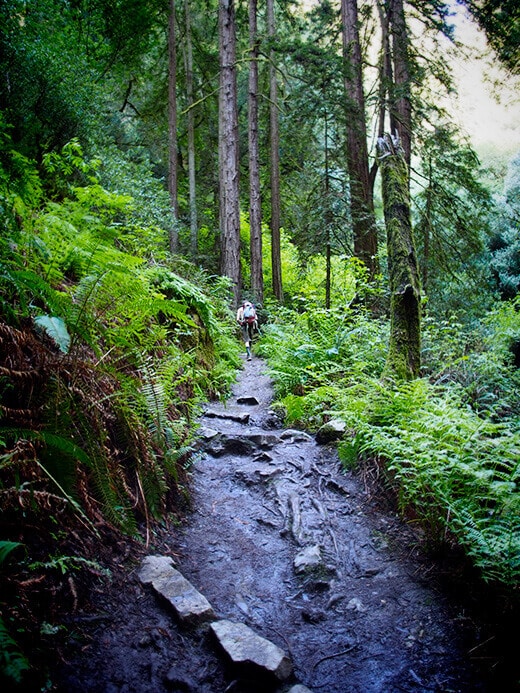 Steep Ravine Trail
