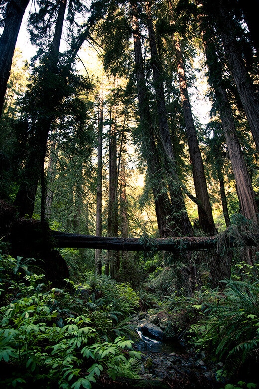 California redwoods