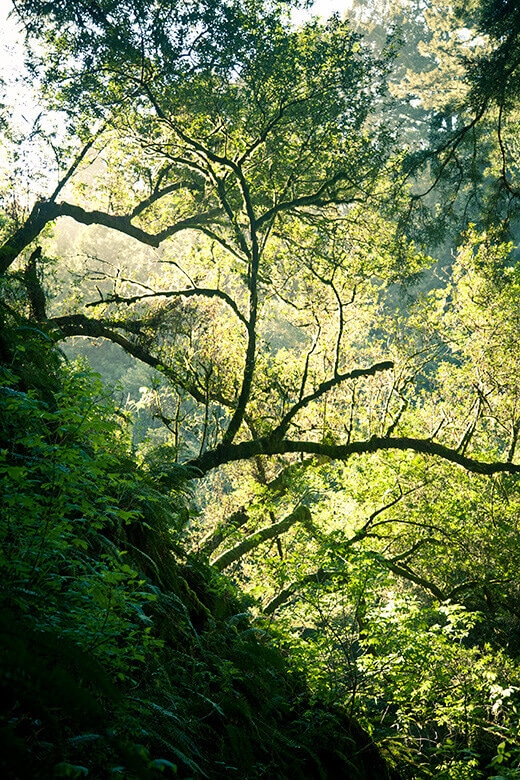 Afternoon light