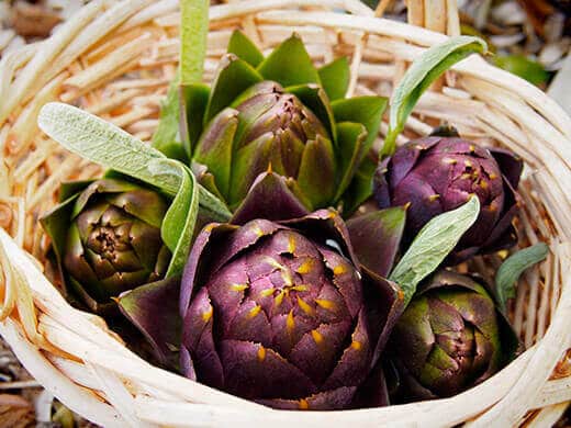 Purple of Romagna artichokes